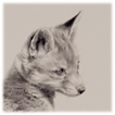 Sitting fox cub drawing